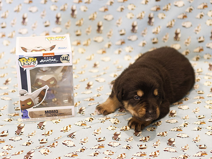 chinook puppy